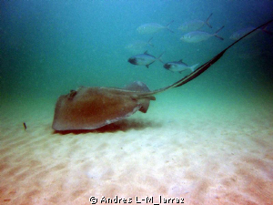 Stingray w/ Jacks by Andres L-M_larraz 